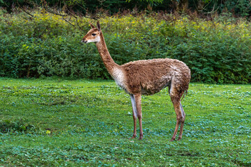 Fototapeta premium Vicunas, Vicugna Vicugna, relatives of the llama