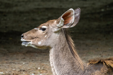 The common eland, Taurotragus oryx is a savannah antelope