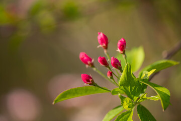 Flores, verde, césped, margaritas, rocío de la mañana, iluminación, luces, gotas, primavera