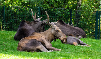 European Moose, Alces alces, also known as the elk