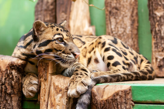Close-up of an Ocelot - Leopardus pardalis - on a branch. The wild cat staring away from the camera.