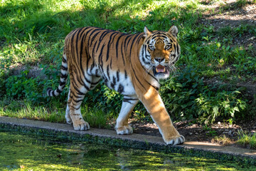 Fototapeta premium The Siberian tiger,Panthera tigris altaica in a park