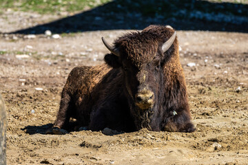 Fototapeta premium American buffalo known as bison, Bos bison in the zoo