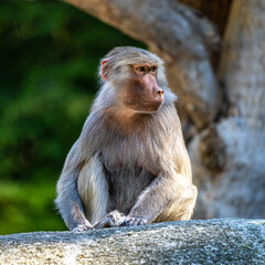 Obraz premium The hamadryas baboon, Papio hamadryas is a species of baboon