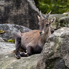 Male mountain ibex or capra ibex on a rock