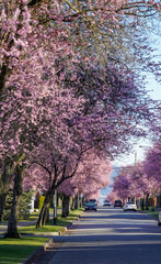 Street view to Cherry and Plum Blossom in Vancouver 