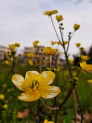 yellow flowers on a meadow