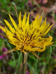 yellow flower in the garden