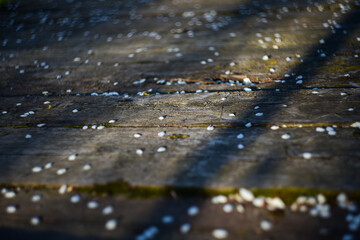 white fallen flower petals lie on the wooden floor in the sunlight, a soft blur