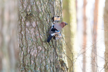Fototapeta premium Сolorful jay bird in the winter autumn sunny forest among the branches of trees