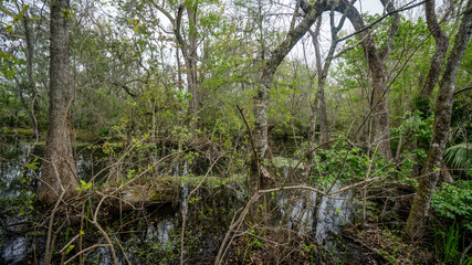 A view into a mysterious swamp in Louisiana. 