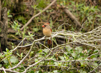 Cardinal is perched in the swamp in the back country of Louisiana .