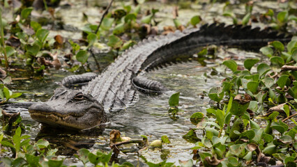 A small American Alligator in a swamp surrounded by water and green vegetation. 