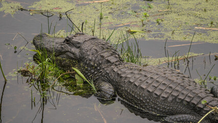 American Alligator in a shallow swamp in the southern USA. 