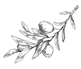 Olive tree branch with leaves and berries, pen drawing 