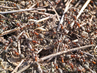 Large ants in the anthill. The first days of spring