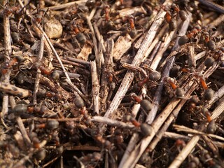 Large ants in the anthill. The first days of spring