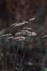 A close up of withering yarrow flowers. Atmosphere of the early autumn morning in village.