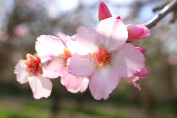 Naklejka na ściany i meble background of spring cherry blossoms tree. selective focus