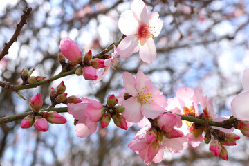 background of spring cherry blossoms tree. selective focus