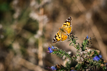 Beautiful little wild meadow of purple flowers with a butterfly on natural background.