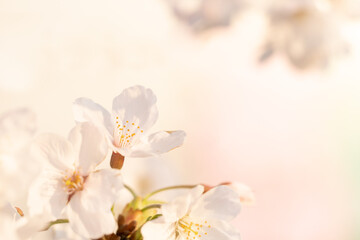 朝日に染まる桜の花びらのクローズアップ