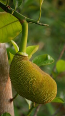 Close up young  Jackfruit hanging on jackfruit tree (Artocarpus heterophyllus or jack tree).