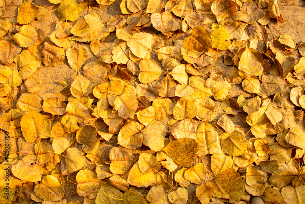 Wall mural Bodhi leaves that fell to the ground