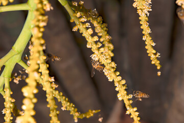 The bee is collecting nectar from flowers.