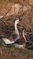 A flock of domestic Thai goose, geese in rural poultry yard.