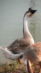 A flock of domestic Thai goose, geese in rural poultry yard.