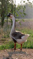 A flock of domestic Thai goose, geese in rural poultry yard.