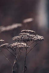 A close up of withering yarrow flowers. Atmosphere of the early autumn morning in village.