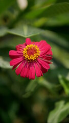 Close up red  Creeping Zinnia, Mexican Zinnia Flower in bloom.