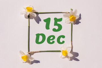 December 15th. Day of 15 month, calendar date. Frame from flowers of a narcissus on a light background, pattern. View from above. Summer month, day of the year concept