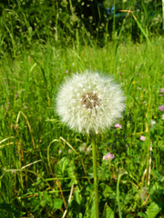 Fototapeta premium Löwenzahn