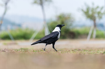 The crow on the grass