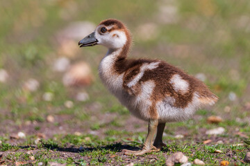 Egyptian goose gosling - Alopochen aegyptiaca