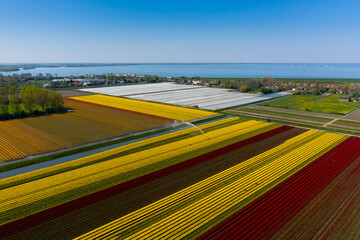 Coastal landscape with tulip fields