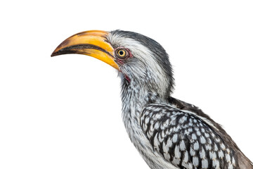 Southern yellow-billed hornbill (Tockus leucomelas) on white background. Botswana,South Africa