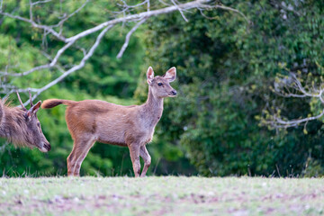 Deer in the forest Thailand.
