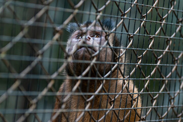 Monkey in a cage at the zoo.