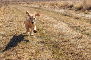 Cute labrador retriever puppy running on a meadow