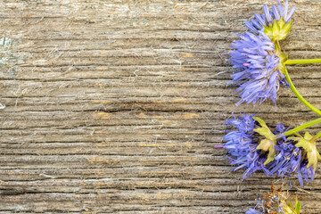 Spring, springtime or summer bakground on a rustic old wood with purple flower and copy space for your text or mockup.