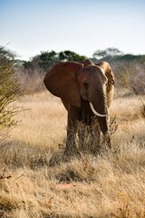 Fototapeta premium elephant in tsavo east national park