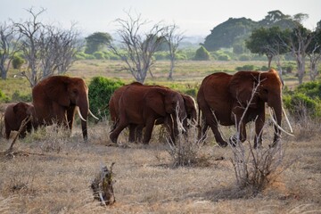 Fototapeta premium elephant in tsavo east national park