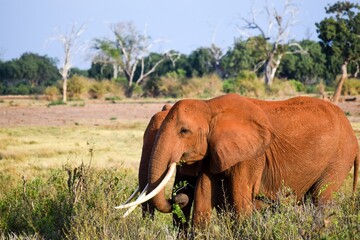 elephant in tsavo east national park