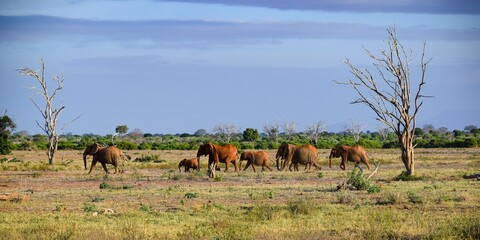 elephant in tsavo east national park