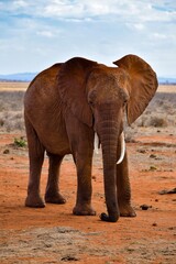 Fototapeta na wymiar elephant in tsavo east national park