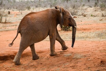 elephant in tsavo east national park